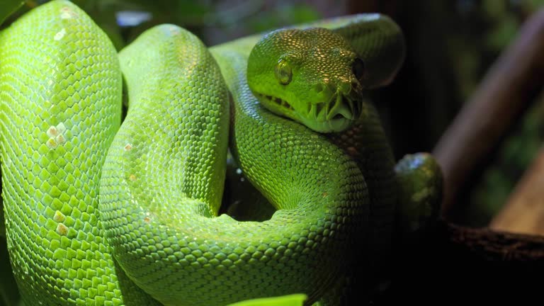 Green Python Portrait Green tree python (Morelia viridis) close-up. Portrait art. 동영상 (1347295993) - 게티이미지뱅크