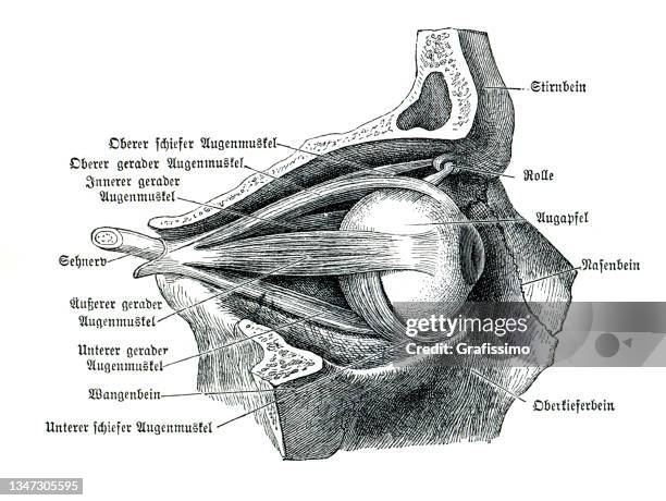 illustrations, cliparts, dessins animés et icônes de dessin d’anatomie de la coupe transversale du globe oculaire humain 1886 - nerf optique