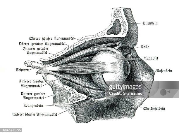ilustrações, clipart, desenhos animados e ícones de desenho de anatomia da seção transversal do globo ocular humano 1886 - nervo ótico