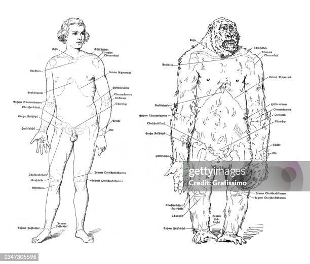 human body comparison gorilla anatomy drawing 1886 - human evolution illustration stock illustrations
