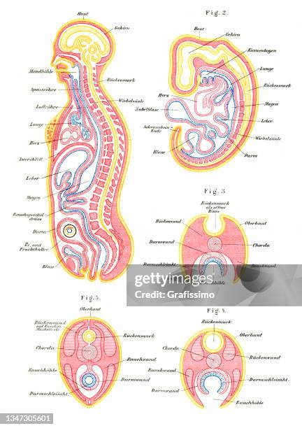 human body cross section anatomy illustration 1897 - spinal cord cross section stock illustrations