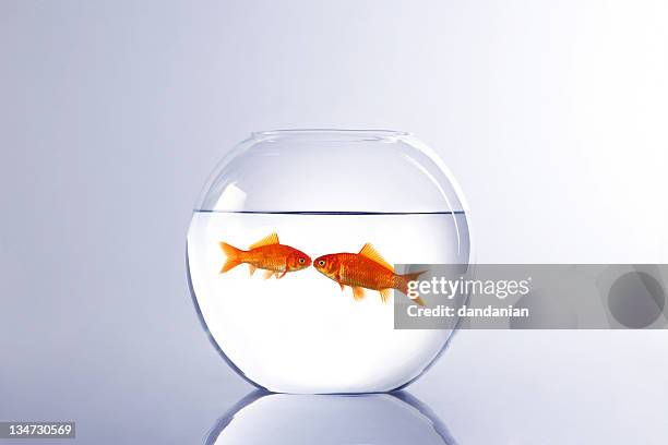 goldfish lovers - goldfish bowl stock pictures, royalty-free photos & images