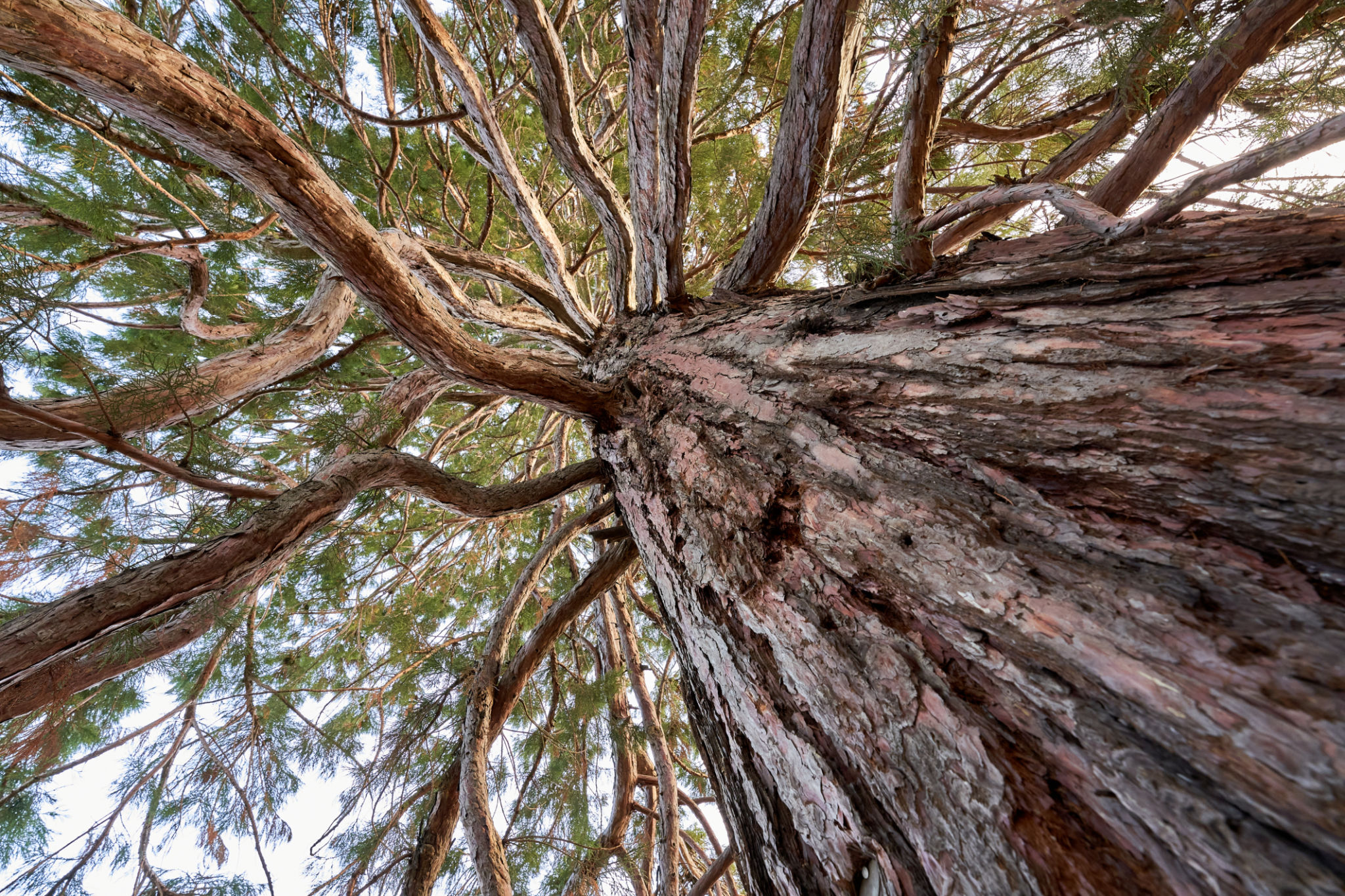 Sequoia (mammutbaum, sequoiadendron giganteum) with brown bark and green needles. Plant diagonally from below. Up view. Sequoia (mammutbaum, sequoiadendron giganteum) with brown bark and green needles. Plant diagonally from below. Up view.
