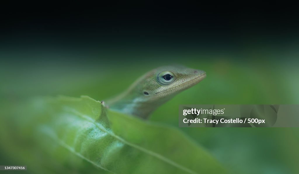 Close-up of anole chameleon on plant