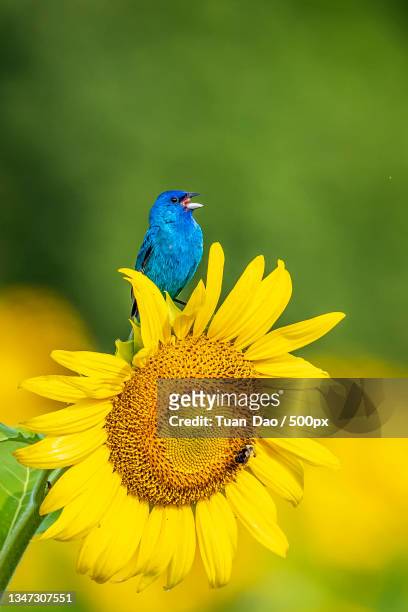 close-up of songbird perching on yellow flower,millersville,maryland,united states,usa - indigo bunting stock pictures, royalty-free photos & images