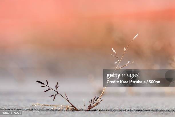 close-up of dry plant during winter,ostrava,czech republic - ostrava stock pictures, royalty-free photos & images