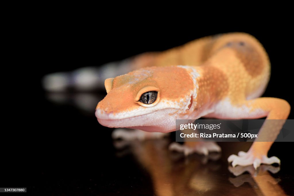 Close-up of frog on leaf against black background,Kudus,Indonesia