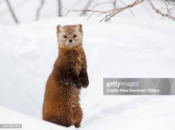 close-up portrait of squirrel on snow covered field,nipissing,ontario,canada - nerzfell stock-fotos und bilder