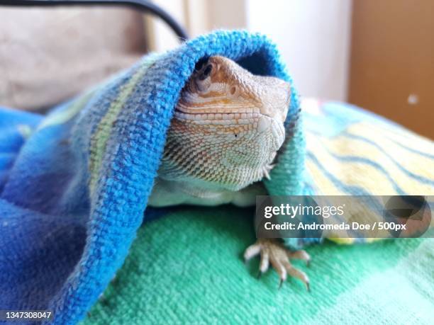 close-up of bearded dragon on bed - bearded dragon stock pictures, royalty-free photos & images