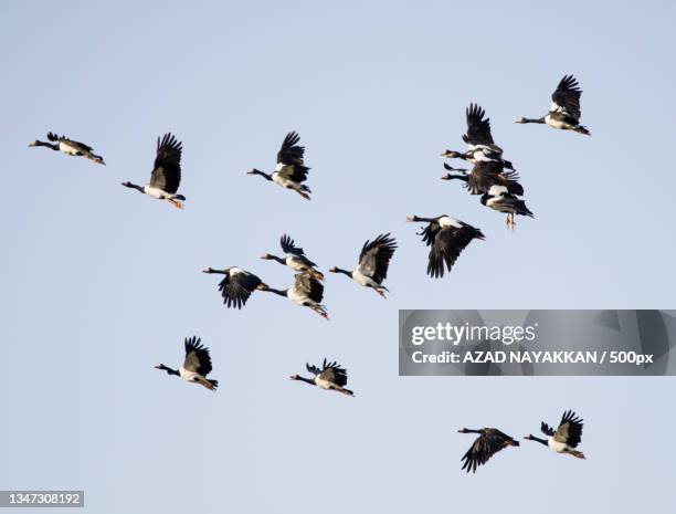 low angle view of birds flying against clear sky - white stork stock pictures, royalty-free photos & images