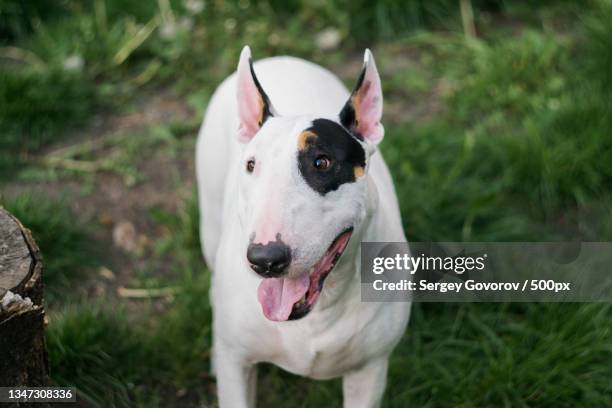 close-up of bull terrier standing on field - bullterrier stock-fotos und bilder