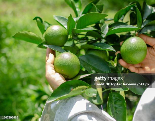 cropped hand holding lemon on tree,hoa binh,vietnam - zitronen feld stock-fotos und bilder