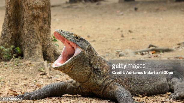 close-up of crocodile on land,komodo,indonesia - komodo dragon stock pictures, royalty-free photos & images
