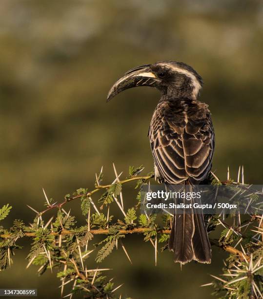 close-up of hornbill perching on branch,serengeti,tanzania - african grey hornbill stock pictures, royalty-free photos & images