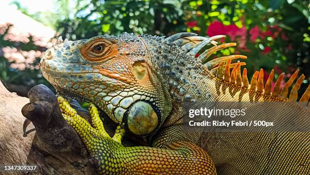 close-up of green iguana on tree - iguana family stock-fotos und bilder