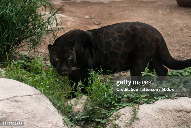 side view of rhinoceros standing on field,arizona,united states,usa - black panther face stock-fotos und bilder