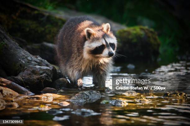 close-up of rodent on rock in lake - racoon imagens e fotografias de stock