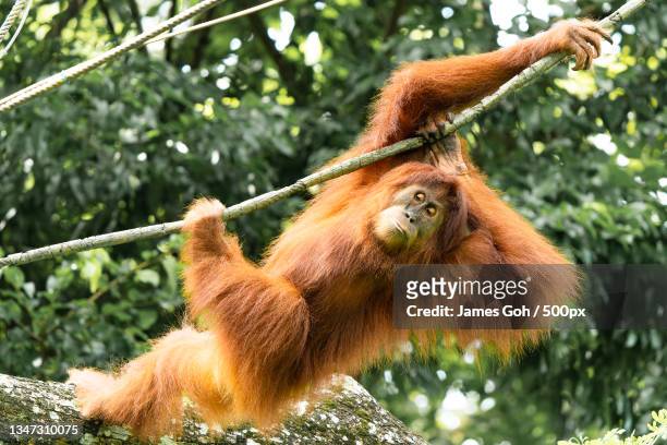 low angle view of monkey on tree - sumatran orangutan stock pictures, royalty-free photos & images