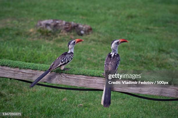 close-up of birds perching on wooden post,united kingdom,uk - african grey hornbill stock pictures, royalty-free photos & images