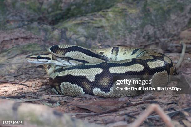 Balinese Python's Burmese Python Photos and Premium High Res Pictures - Getty Images