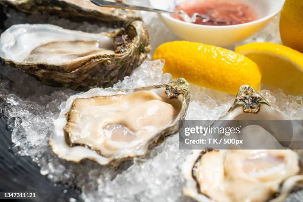 close-up of oysters in plate on table - ostra - fotografias e filmes do acervo