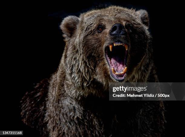 close-up of dog against black background - grizzlies 個照片及圖片檔