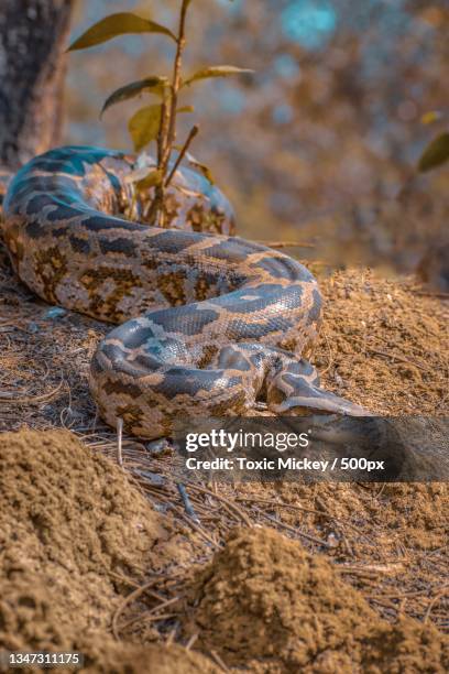 Mickey Mouse Python 25 Mickey Hazard Stock Photos, High-Res Pictures, and Images - Getty Images