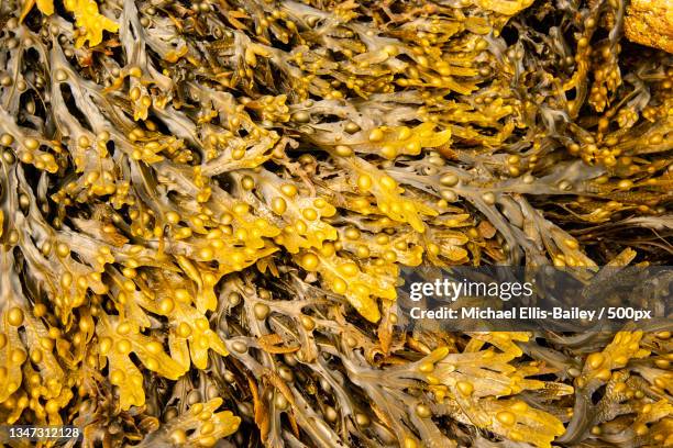 full frame shot of dry leaves,cornwall,united kingdom,uk - seaweed stock pictures, royalty-free photos & images