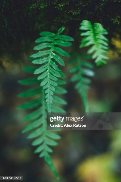 lush fern leafs grow in a temperate rainforest - temperate rainforest stock pictures, royalty-free photos & images