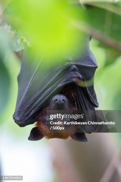 close-up of insect on leaf,dindigul,tamil nadu,india - fledermaus stock-fotos und bilder