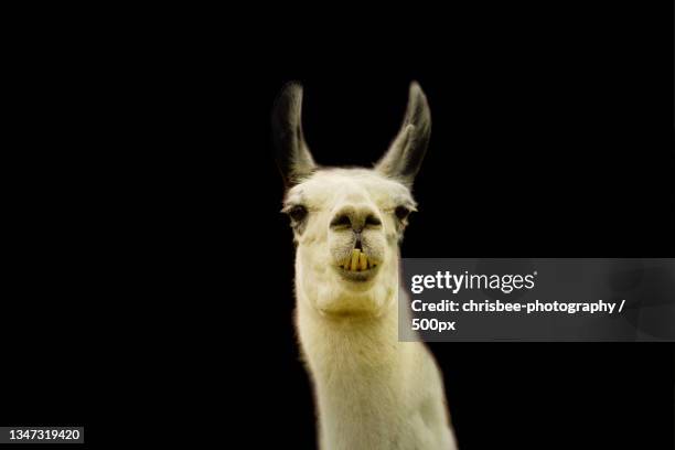 close-up portrait of goat against sky - funny of llamas stock pictures, royalty-free photos & images