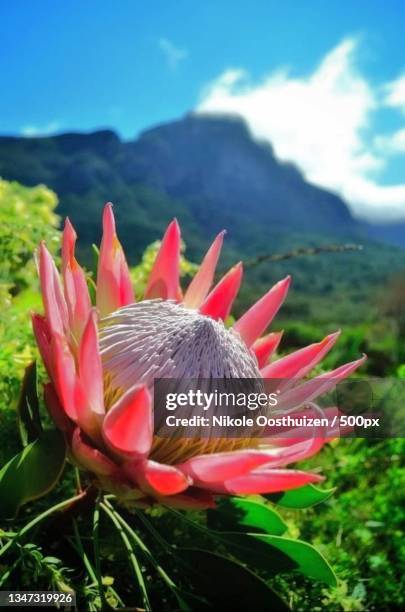 close-up of pink flower on field against sky - protea stock pictures, royalty-free photos & images