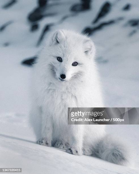 portrait of dog on snow - arctic fox stock pictures, royalty-free photos & images