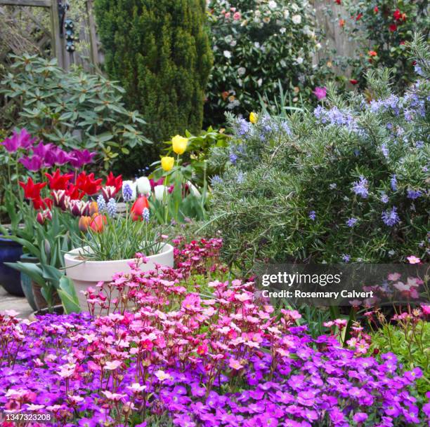 aubretia, tulips, rosemary & camellia flowers in english garden. - camellia bush stock-fotos und bilder