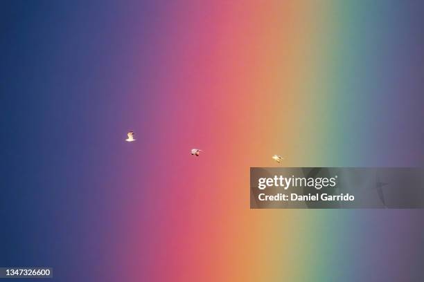 seagulls flying over a rainbow, telephoto lens. wild life - telephoto lens stock pictures, royalty-free photos & images