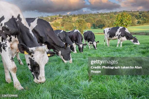 group of holstein dairy cows grazing - cows grazing photos et images de collection