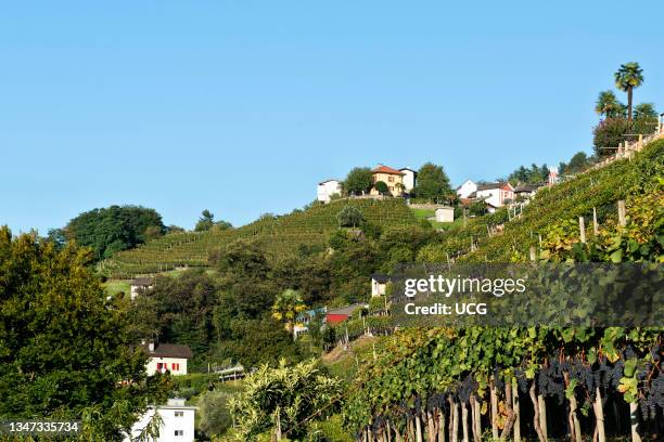 Switzerland. Canton Ticino. Tenero. Vineyards.