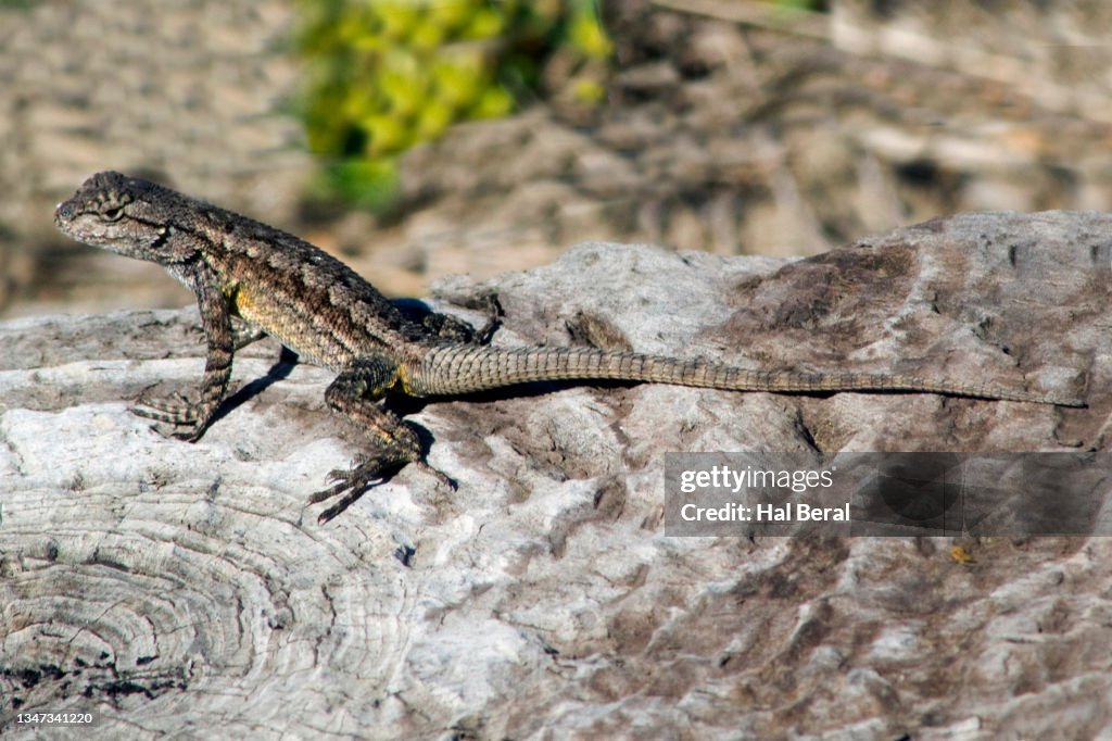 Southern Sagebrush Lizard
