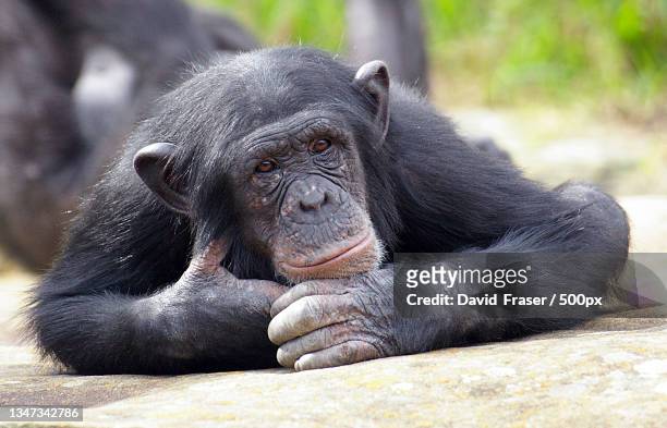 close-up portrait of gorilla,mosman,new south wales,australia - common chimpanzee stock pictures, royalty-free photos & images