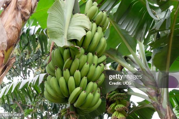 Rwanda Trees Photos and Premium High Res Pictures - Getty Images