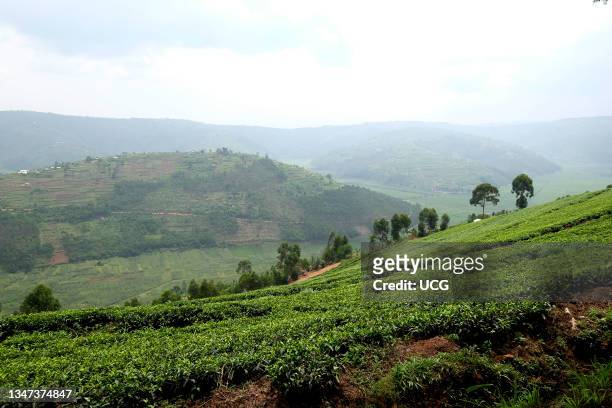 Rwanda. Surrounding of Ruhengeri. Tea cultivation.
