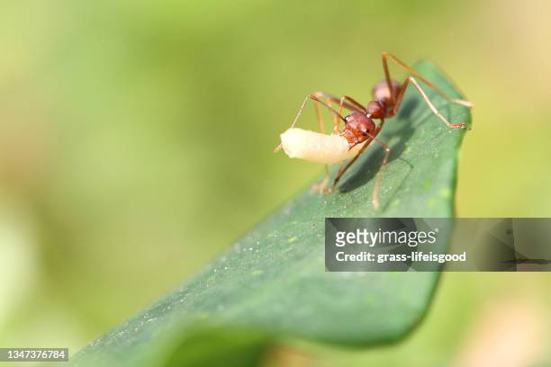 a red ant at work - picada de hormiga de fuego roja fotografías e imágenes de stock