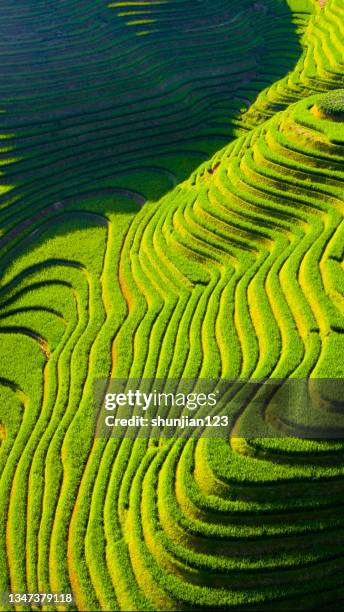 terraced fields - terraced field stock pictures, royalty-free photos & images