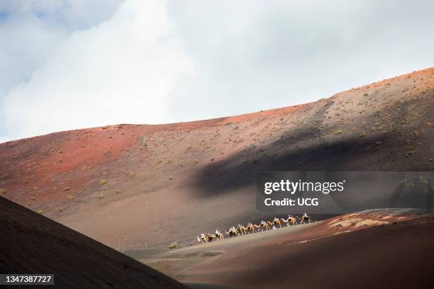 Echadero De Camellos. Camel Ride. Parque Nacional De Timanfaya. Lanzarote Island. Canary Archipelago. Spain. Europe.