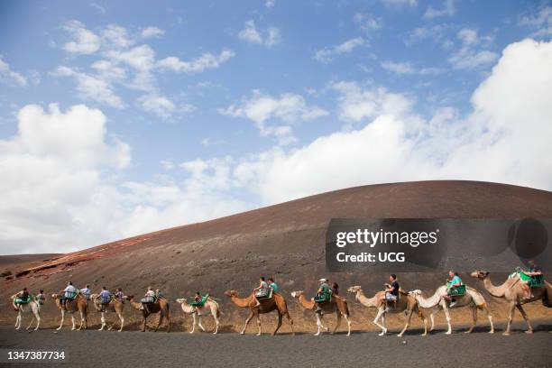 Echadero De Camellos. Camel Ride. Parque Nacional De Timanfaya. Lanzarote Island. Canary Archipelago. Spain. Europe.