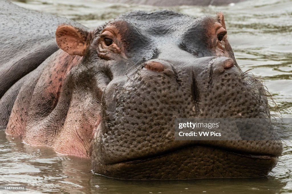 Hippopotamus