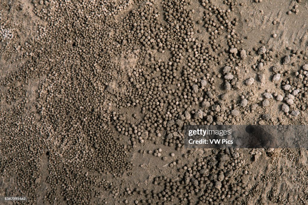 Small balls of sand left around its burrow on a beach in Port Douglas