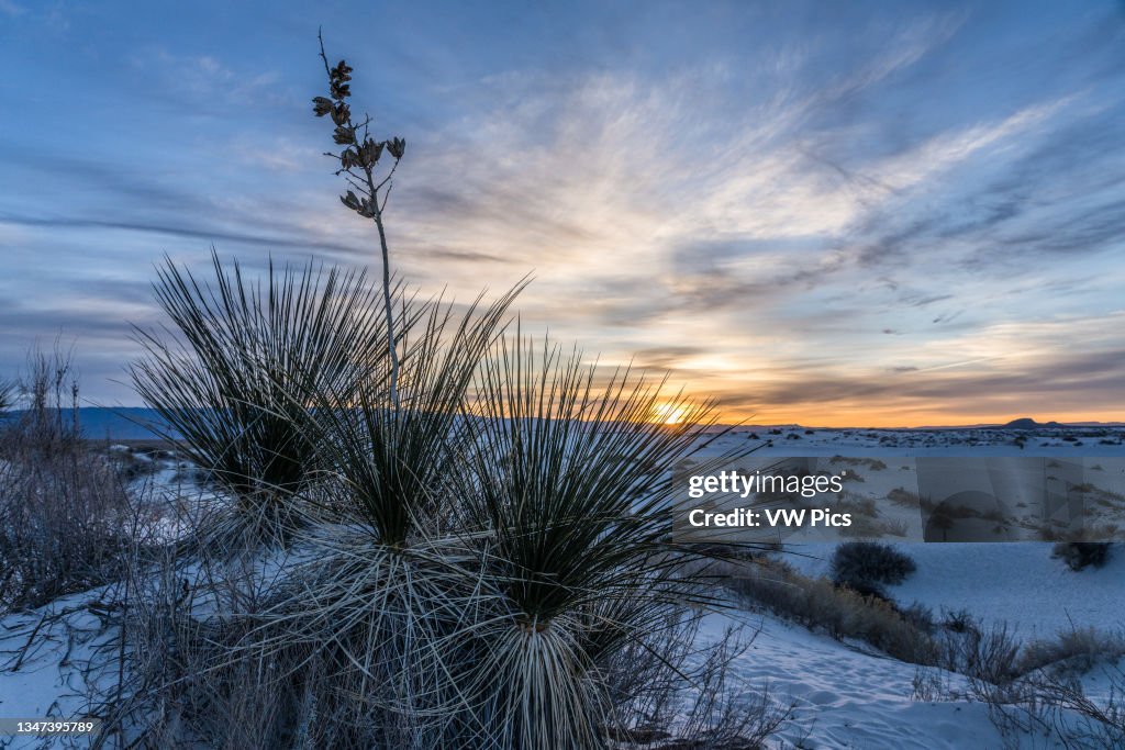 Soaptree yucca with a dried flower stalk and seed pods at sunrise in the dunes of White Sands National Park in New Mexico..