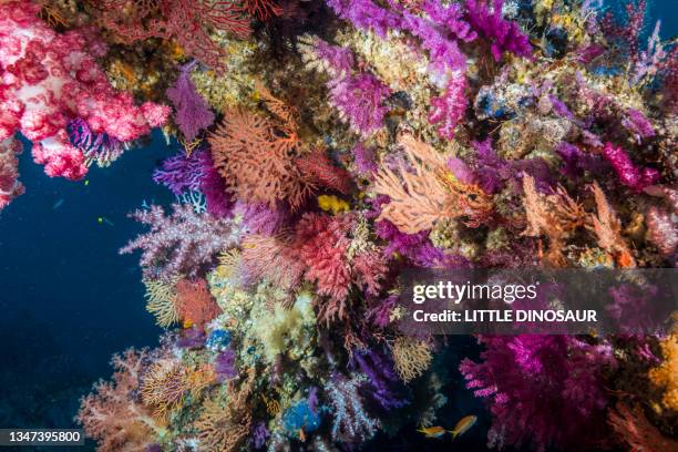 colorful soft corals like a flower garland. - bicolor color fotografías e imágenes de stock
