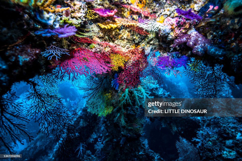Colony of colorful fan corals (Melithaeidae sp.)